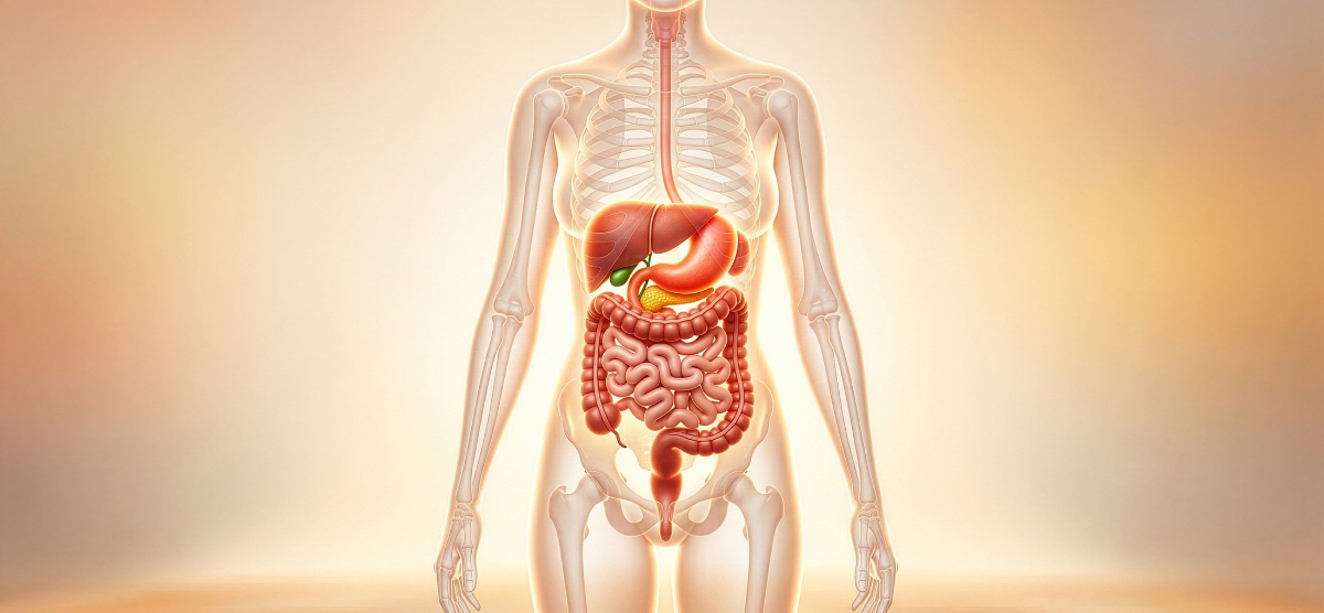 Best Time to Drink Probiotic Soda for Digestion
